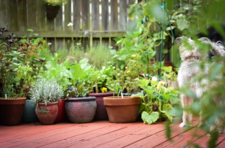 Potted plants on deck with small dog