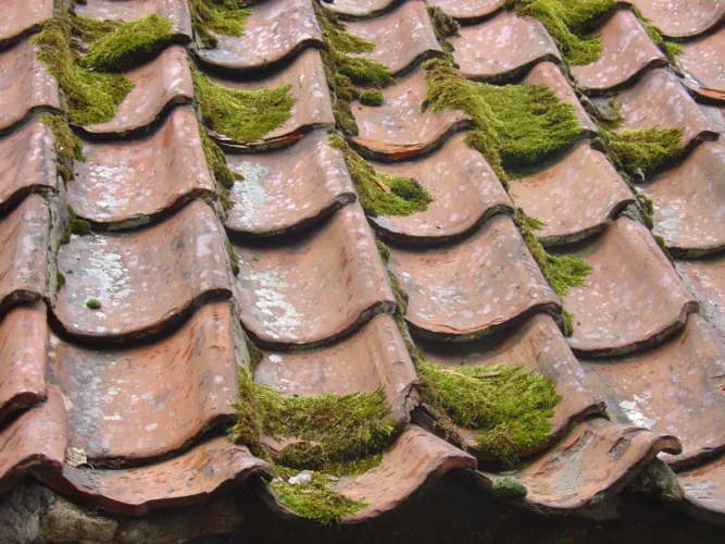 Moss growing on roof tiles