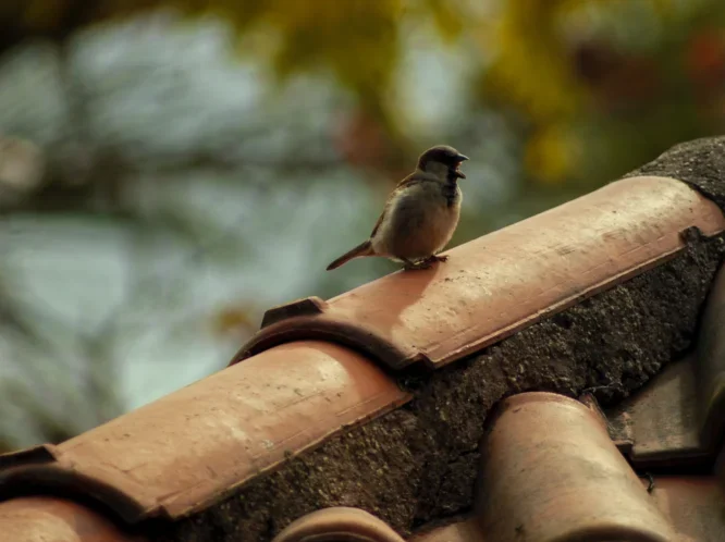 Bird sitting on rooftile
